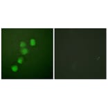 Immunofluorescence - Anti-Cyclin E1 Antibody (B0069) - Antibodies.com