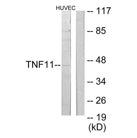 Western Blot - Anti-TNFSF11 Antibody (C10052) - Antibodies.com