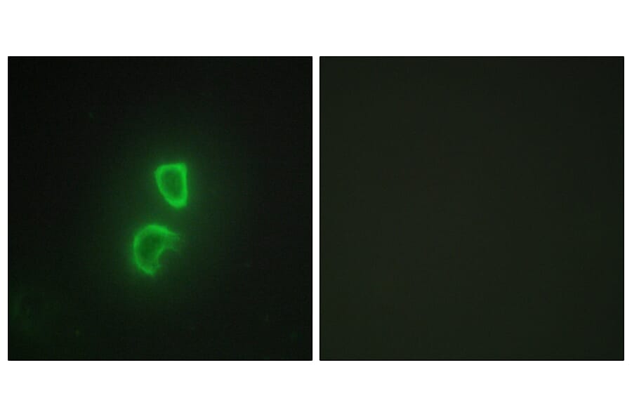 Immunofluorescence - Anti-TNFSF11 Antibody (C10052) - Antibodies.com
