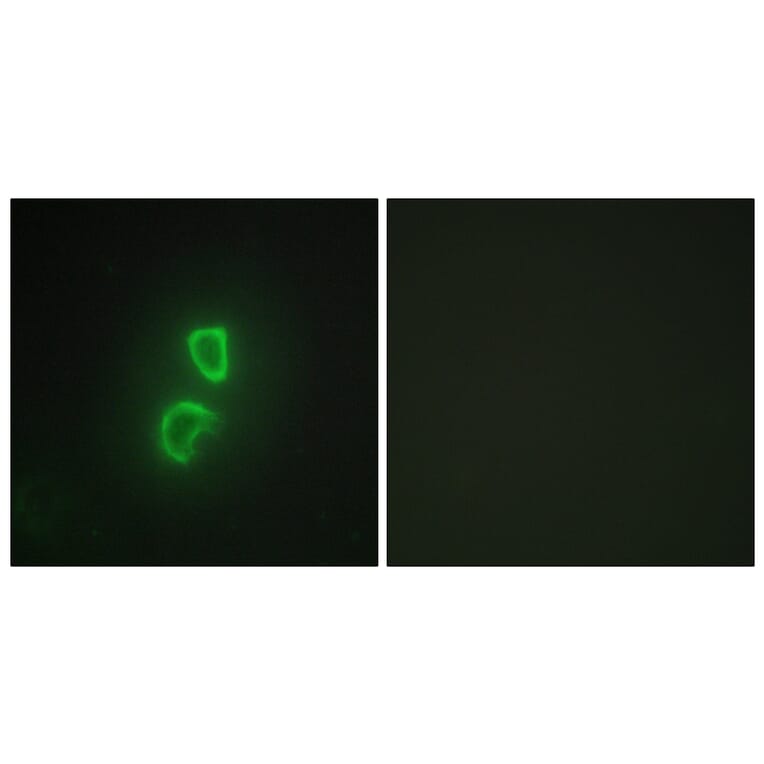 Immunofluorescence - Anti-TNFSF11 Antibody (C10052) - Antibodies.com