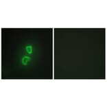 Immunofluorescence - Anti-TNFSF11 Antibody (C10052) - Antibodies.com