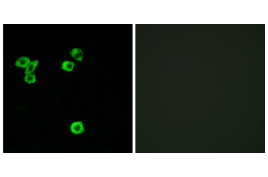 Immunofluorescence - Anti-RPS6KC1 Antibody (C11546) - Antibodies.com