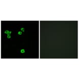 Immunofluorescence - Anti-RPS6KC1 Antibody (C11546) - Antibodies.com