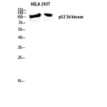 Western Blot - Anti-RPS6KC1 Antibody (C11546) - Antibodies.com