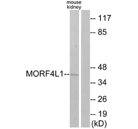 Western Blot - Anti-MORF4L1 Antibody (C11822) - Antibodies.com