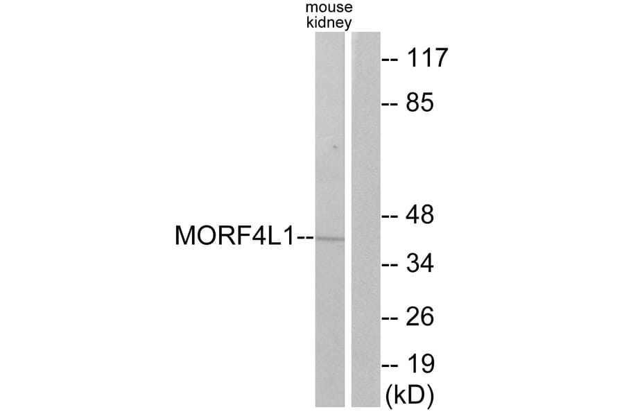 Western Blot - Anti-MORF4L1 Antibody (C11822) - Antibodies.com