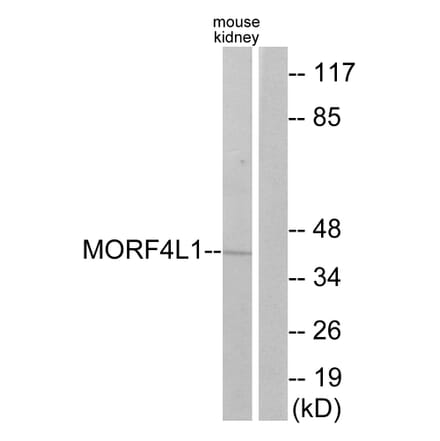 Western Blot - Anti-MORF4L1 Antibody (C11822) - Antibodies.com