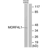 Western Blot - Anti-MORF4L1 Antibody (C11822) - Antibodies.com