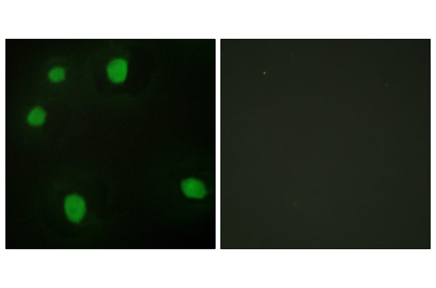 Immunofluorescence - Anti-MORF4L1 Antibody (C11822) - Antibodies.com