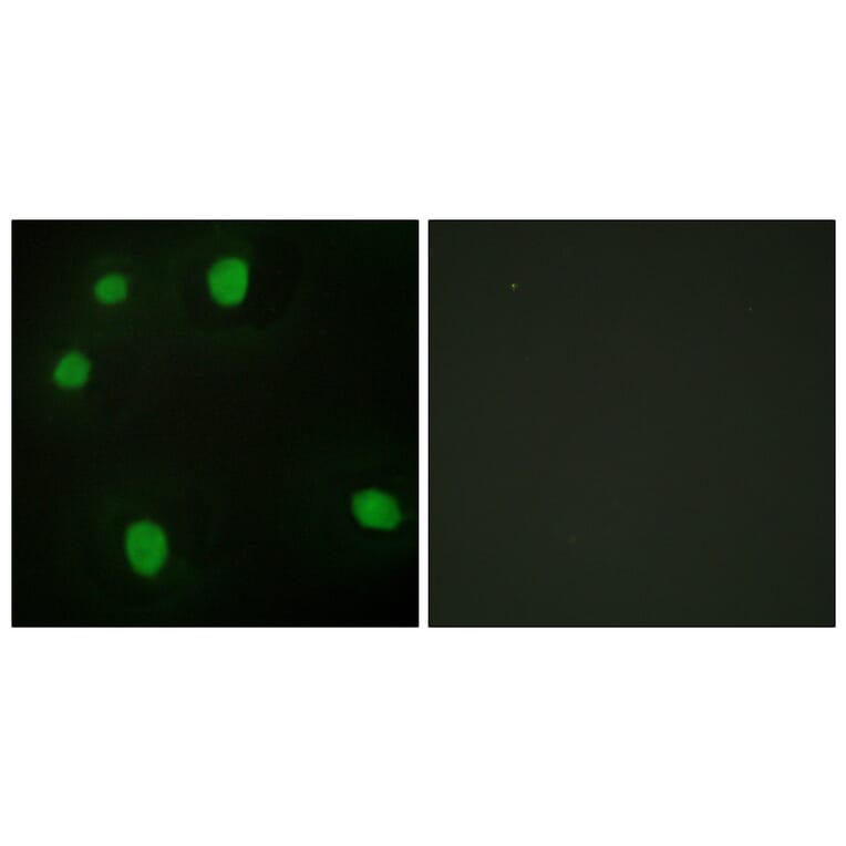 Immunofluorescence - Anti-MORF4L1 Antibody (C11822) - Antibodies.com