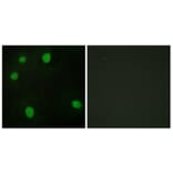 Immunofluorescence - Anti-MORF4L1 Antibody (C11822) - Antibodies.com