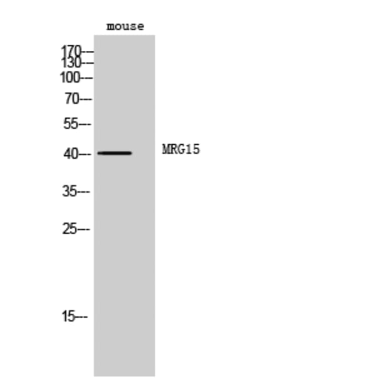Western Blot - Anti-MORF4L1 Antibody (C11822) - Antibodies.com