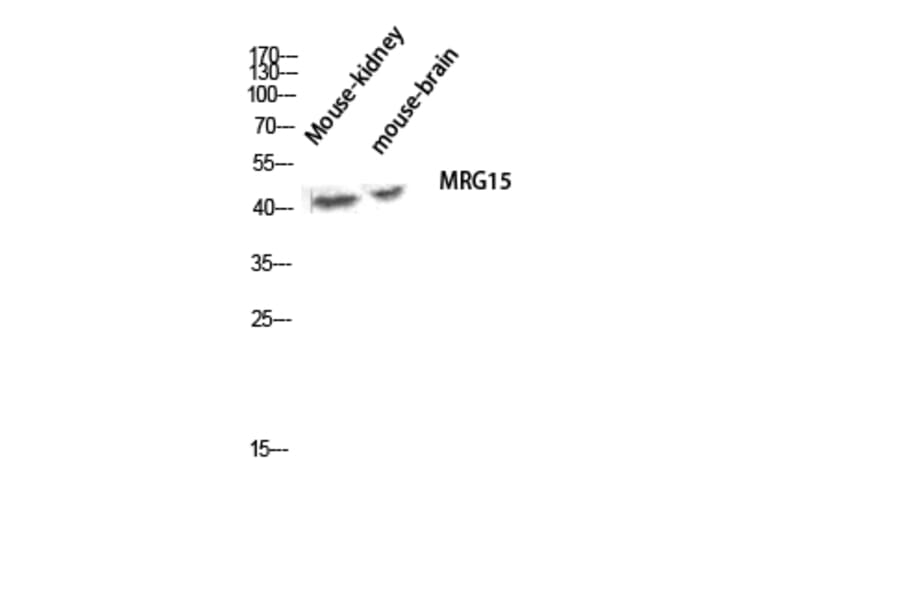 Western Blot - Anti-MORF4L1 Antibody (C11822) - Antibodies.com