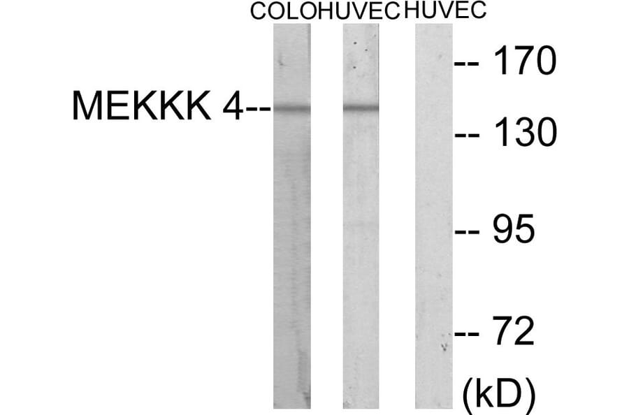 Western Blot - Anti-MEKKK 4 Antibody (C10242) - Antibodies.com