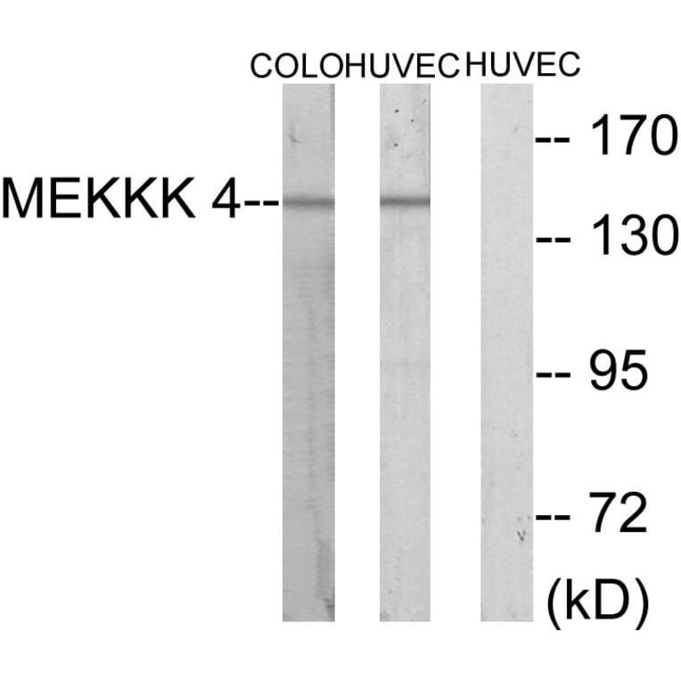 Western Blot - Anti-MEKKK 4 Antibody (C10242) - Antibodies.com