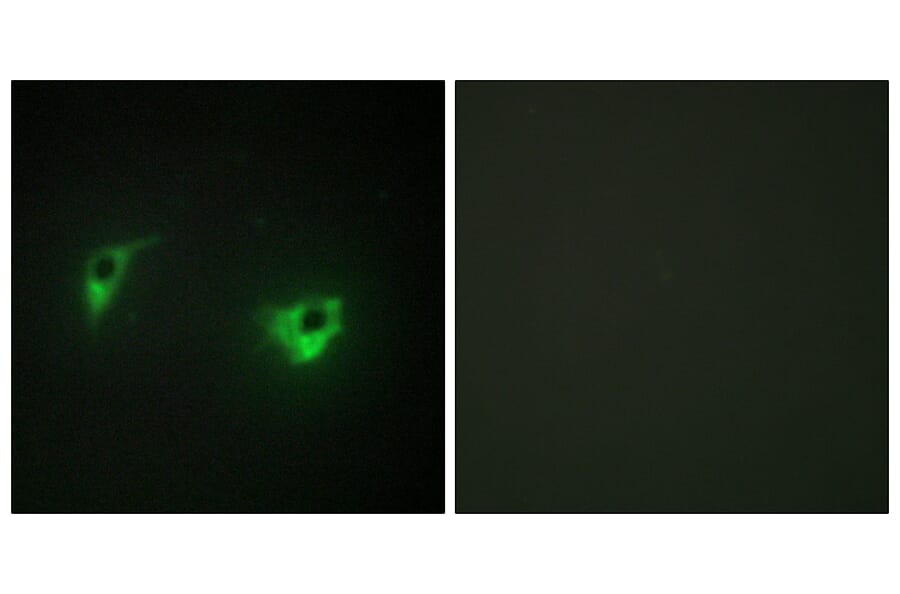 Immunofluorescence - Anti-MEKKK 4 Antibody (C10242) - Antibodies.com