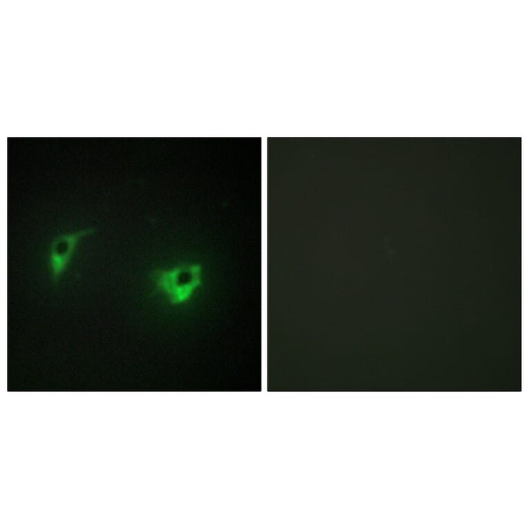 Immunofluorescence - Anti-MEKKK 4 Antibody (C10242) - Antibodies.com