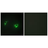 Immunofluorescence - Anti-MEKKK 4 Antibody (C10242) - Antibodies.com