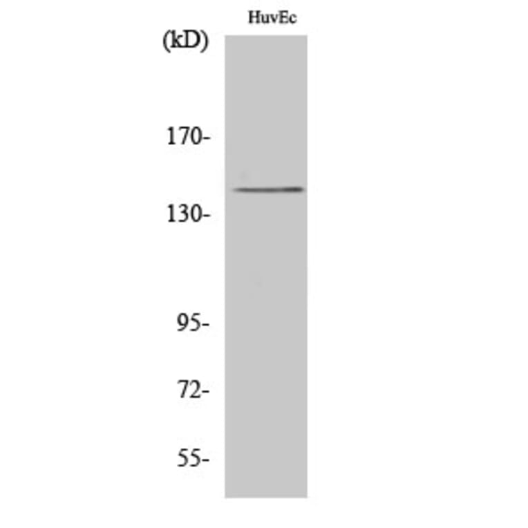 Western Blot - Anti-MEKKK 4 Antibody (C10242) - Antibodies.com