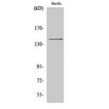 Western Blot - Anti-MEKKK 4 Antibody (C10242) - Antibodies.com