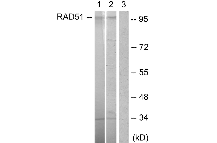 Western Blot - Anti-POU2F1 Antibody (B1177) - Antibodies.com