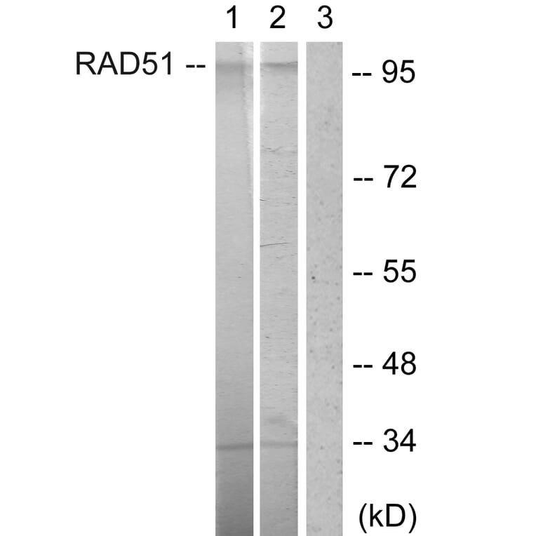 Western Blot - Anti-POU2F1 Antibody (B1177) - Antibodies.com