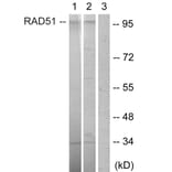 Western Blot - Anti-POU2F1 Antibody (B1177) - Antibodies.com