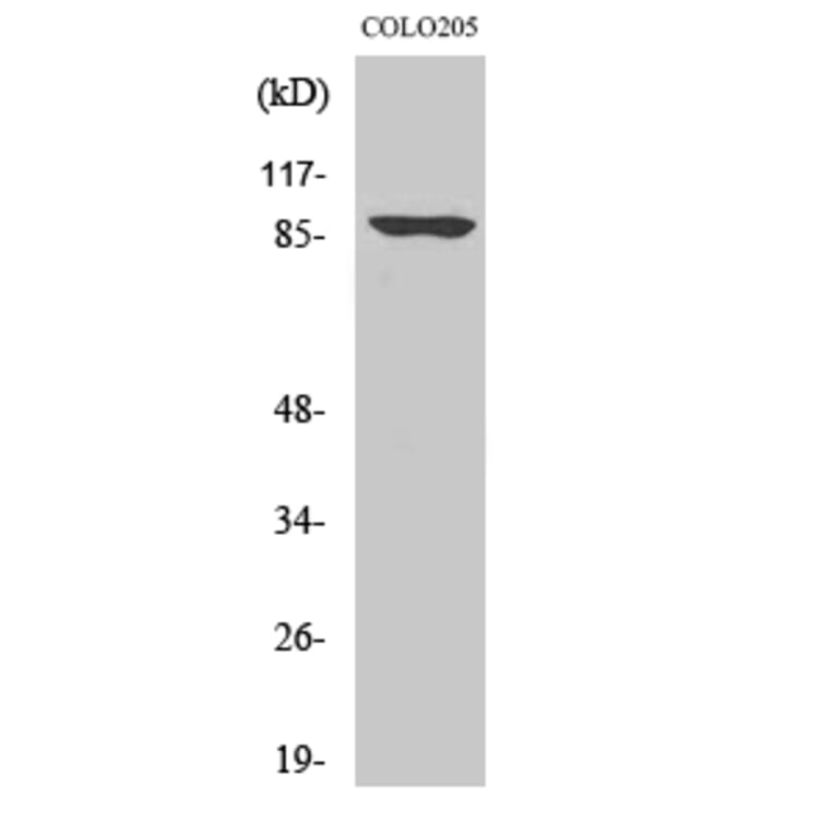 Western Blot - Anti-POU2F1 Antibody (B1177) - Antibodies.com
