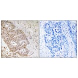 Immunohistochemistry - Anti-ZNF592 Antibody (C19603) - Antibodies.com