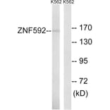 Western Blot - Anti-ZNF592 Antibody (C19603) - Antibodies.com