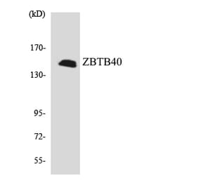 Western Blot - Anti-ZBTB40 Antibody (R12-3686) - Antibodies.com