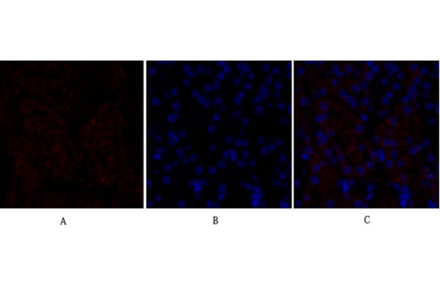 Immunofluorescence - Anti-VEGFR2 Antibody (B7254) - Antibodies.com
