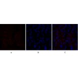 Immunofluorescence - Anti-VEGFR2 Antibody (B7254) - Antibodies.com