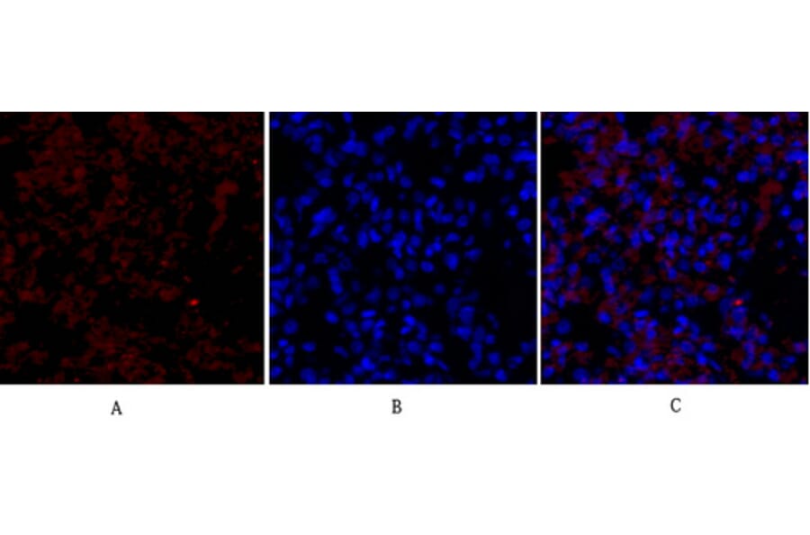 Immunofluorescence - Anti-VEGFR2 Antibody (B7254) - Antibodies.com