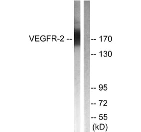 Western Blot - Anti-VEGFR2 Antibody (B0595) - Antibodies.com