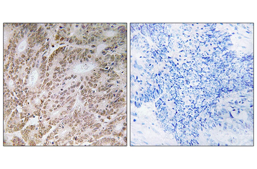Immunohistochemistry - Anti-UBQLN4 Antibody (C19354) - Antibodies.com