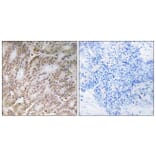 Immunohistochemistry - Anti-UBQLN4 Antibody (C19354) - Antibodies.com