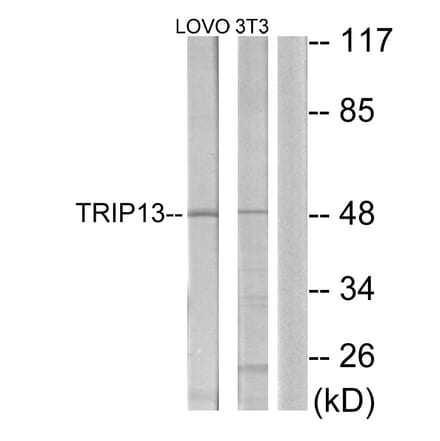 Western Blot - Anti-TRIP13 Antibody (C11092) - Antibodies.com