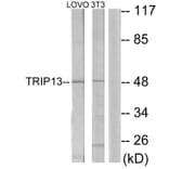 Western Blot - Anti-TRIP13 Antibody (C11092) - Antibodies.com