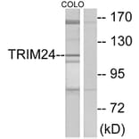 Western Blot - Anti-TRIM24 Antibody (C10073) - Antibodies.com