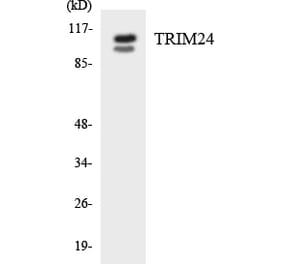 Western Blot - Anti-TRIM24 Antibody (R12-3650) - Antibodies.com