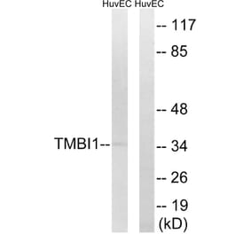 Western Blot - Anti-TMBIM1 Antibody (C19281) - Antibodies.com