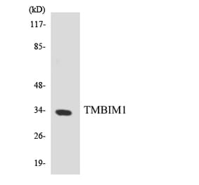 Western Blot - Anti-TMBIM1 Antibody (R12-3629) - Antibodies.com