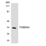 Western Blot - Anti-TMBIM1 Antibody (R12-3629) - Antibodies.com