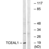 Western Blot - Anti-TCEAL1 Antibody (C19159) - Antibodies.com