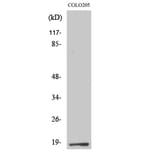 Western Blot - Anti-TCEAL1 Antibody (C19159) - Antibodies.com