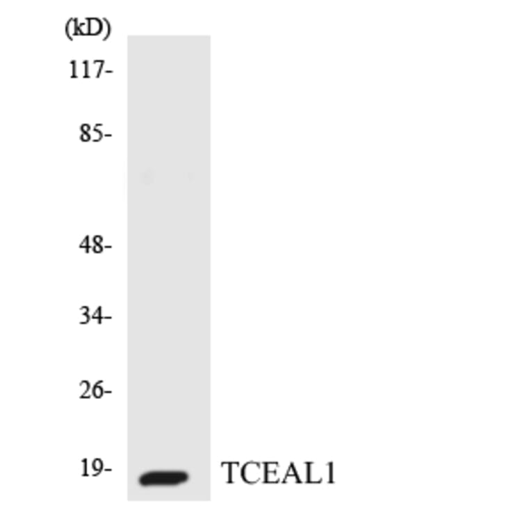 Western Blot - Anti-TCEAL1 Antibody (R12-3607) - Antibodies.com