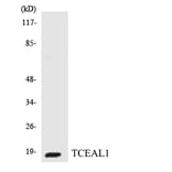 Western Blot - Anti-TCEAL1 Antibody (R12-3607) - Antibodies.com