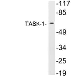 Western Blot - Anti-TASK-1 Antibody (R12-2375) - Antibodies.com