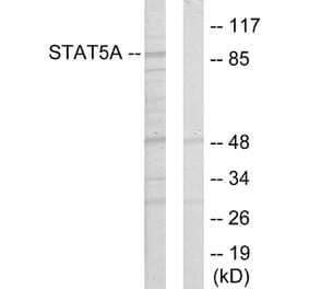 Western Blot - Anti-STAT5A Antibody (C10605) - Antibodies.com